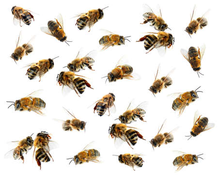 Honey bees on white backgroundの写真素材