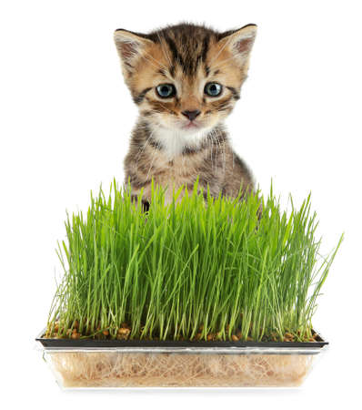 Cute kitten and wheat grass on white backgroundの写真素材