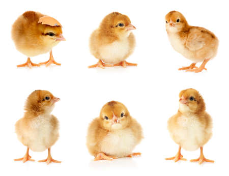 Collage with cute little chickens on white backgroundの写真素材