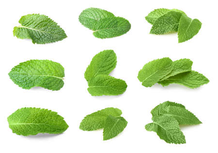Fresh mint leaves on white backgroundの写真素材