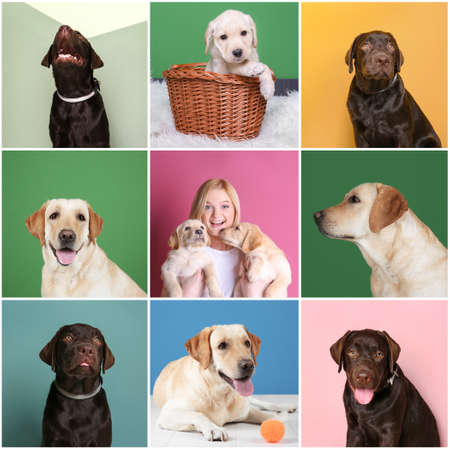 Collage with young woman and cute Labrador Retriever dogsの写真素材