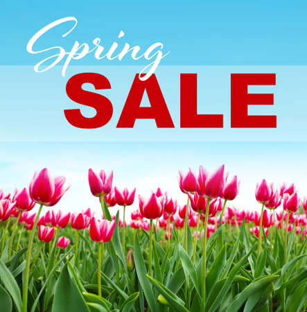 Text SPRING SALE on landscape backgroundの写真素材