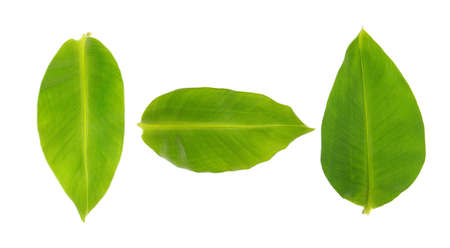 Green tropical leaves on white backgroundの写真素材