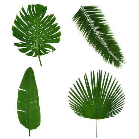 Different tropical leaves on white backgroundの写真素材