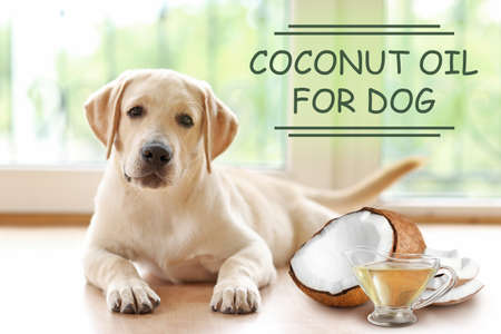 Pet care concept. Puppy and sauceboat of coconut oil with nut on blurred backgroundの写真素材