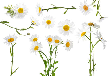 Collage of beautiful chamomile flowers on white backgroundの写真素材