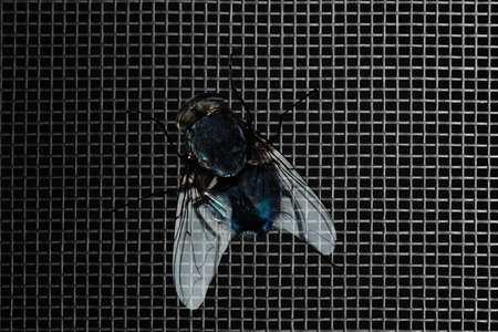 Fly on window screen, closeupの写真素材