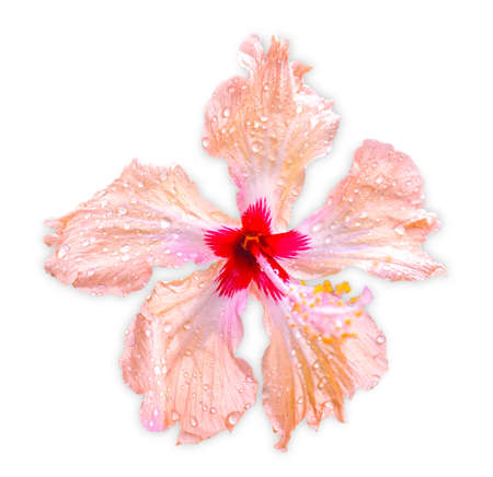 Beautiful tropical flower on white backgroundの写真素材