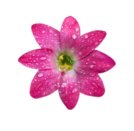 Beautiful tropical flower on white backgroundの写真素材