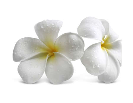 Beautiful tropical flowers on white backgroundの写真素材