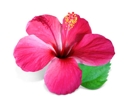 Beautiful tropical flower on white backgroundの写真素材