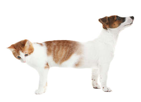 Cat conjoined with dog on white backgroundの写真素材