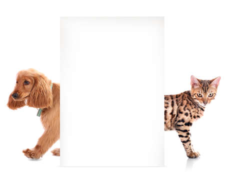 Cat and dog with blank poster on white backgroundの写真素材