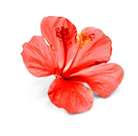 Beautiful tropical flower on white backgroundの写真素材