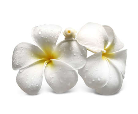 Beautiful tropical flowers on white backgroundの写真素材