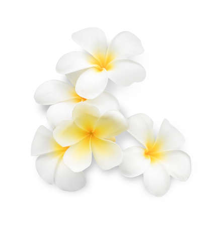 Beautiful tropical flowers on white backgroundの写真素材