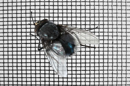 Fly on window screen, closeupの写真素材