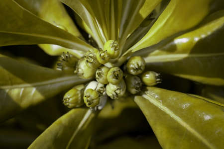 Green tropical plant in jungle, closeupの写真素材