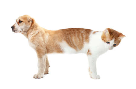 Cat conjoined with dog on white backgroundの写真素材