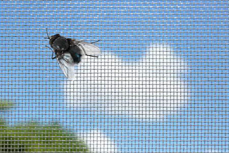 Fly on window screen, closeupの写真素材