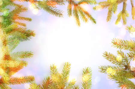 Frame of coniferous tree branches on color backgroundの写真素材