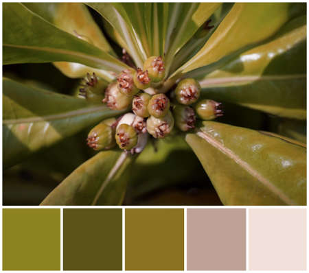 Green tropical plant and palette of colors combinationの写真素材