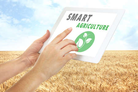 Woman with tablet and wheat field on background. Concept of smart agricultureの写真素材