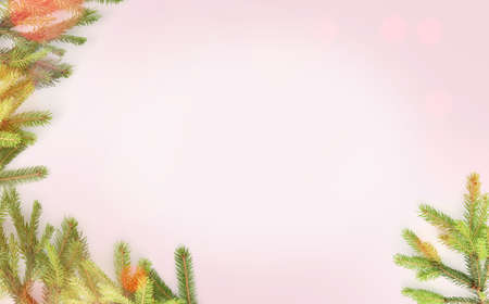 Frame of coniferous tree branches on color backgroundの写真素材