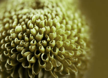 Beautiful green flower, closeupの写真素材