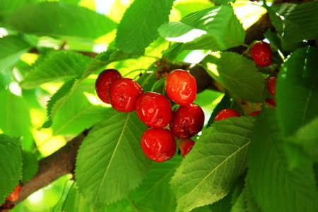 Closeup of cherry branchの写真素材