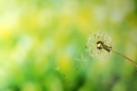 Blown dandelion on green blurred backgroundの写真素材