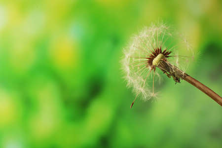 Dandelion on green blurred backgroundの写真素材