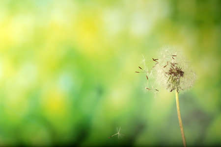 Blown dandelion on green blurred backgroundの写真素材
