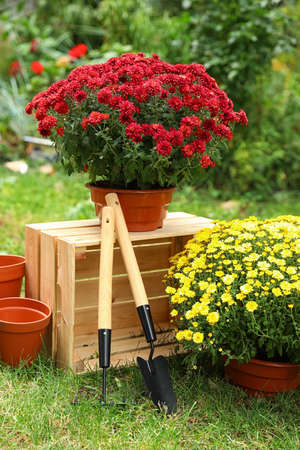 Beautiful fresh chrysanthemum flowers and gardening tools in garden Beautiful fresh chrysanthemum flowers and gardening tools in garden