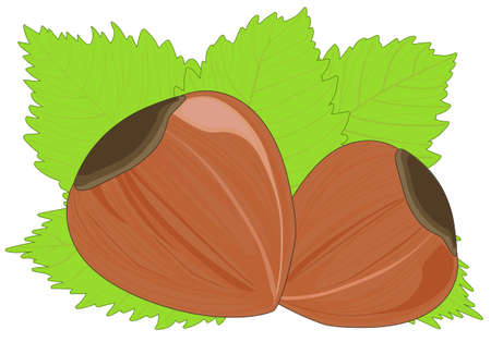 Two hazelnuts among the leavesのイラスト素材