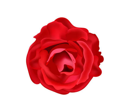 Scarlet rose, vectorのイラスト素材