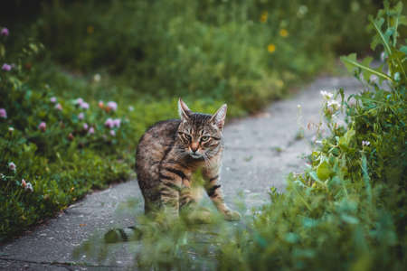 angry cat on the roadの写真素材