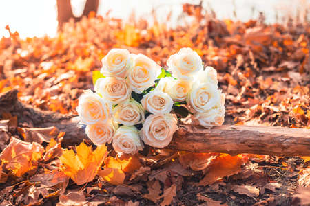 White roses in autumn foliagesの写真素材