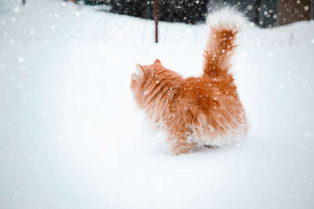 Red cat sit and having fun in the snow. Fluffy cute catの写真素材