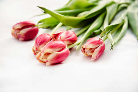 Holiday tulips red pink yellow and green. International Women's Dayの写真素材