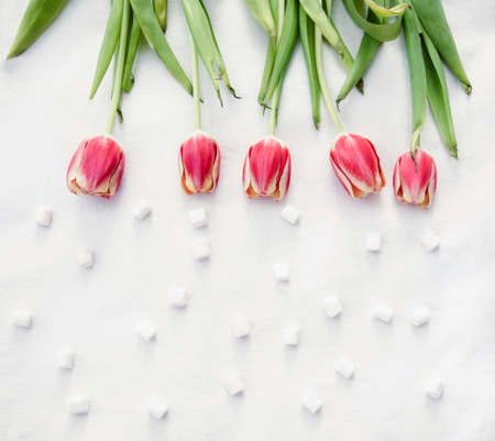 Holiday tulips red pink yellow and green. International Women's Dayの写真素材