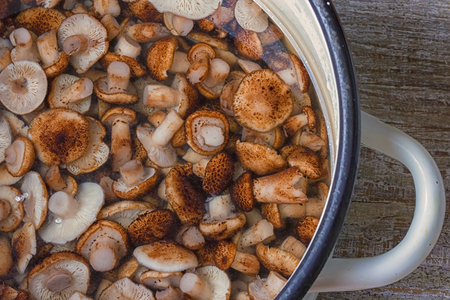 A bowl of pickled little wild mushrooms. Gourmet food.の写真素材