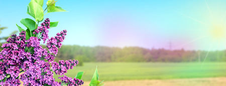 A beautiful bunch of lilac closeup. Lilac Bush Bloom. Lilac flowers in the garden. Banner.の写真素材