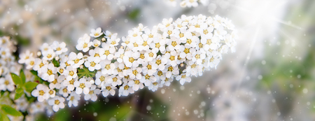 Blossoming of the spirea bush in spring time with white beautiful flowers. Macro image with copy space. Natural seasonal background. Banner.の写真素材