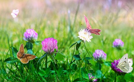 Field of blooming raspberry clovers . Butterfly fly over the field.の写真素材