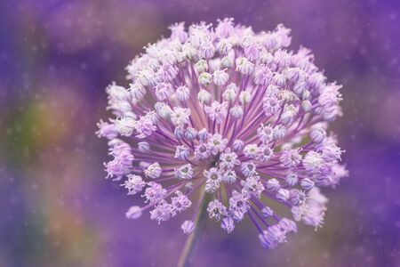 Stunning white spherical head of the Allium stipitatum 'Mount Everest' with hundreds of little white star-shaped petals on a green soft focus special background.の写真素材