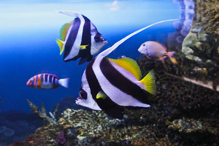 Tropical reef fish - Clownfish Amphiprion ocellaris Macro with shallow DOF