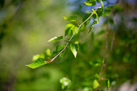 Birch tree branch, green fresh leaves on the branch, the background is blurred in green. The leaves of the birch are illuminated by the rays of the sun. Birch tree in spring, sunny dayの写真素材