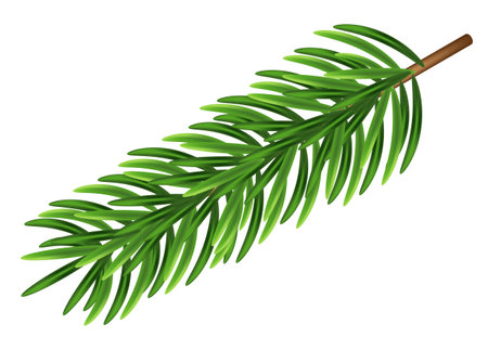 Green fir branches, decoration for Christmas and New Year on a transparent and white background. Universal template for flyers, postcards, price tags, invitations, Christmas tree vector no rasterのイラスト素材