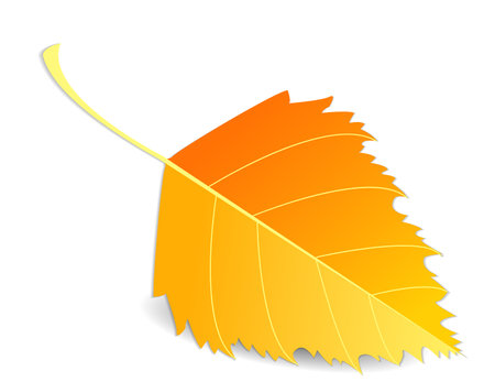 Autumn leaf isolated on white background. vector illustration. Eps 10.のイラスト素材